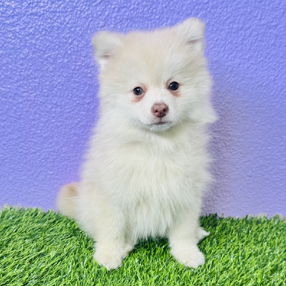 carousel pet images