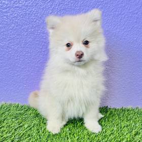 2nd Gen Pomsky