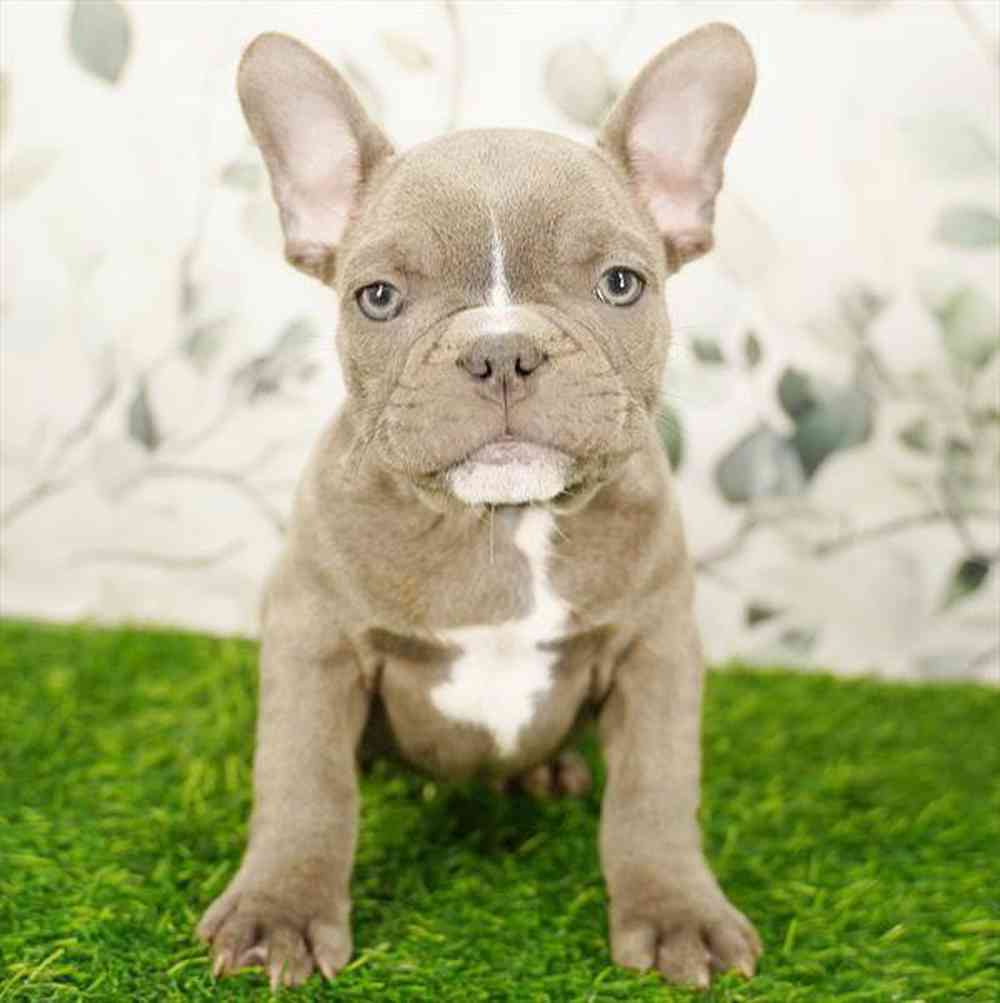 Image of a pet breed in the gallery