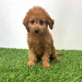 2nd Gen Mini Goldendoodle