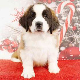 Saint Bernard