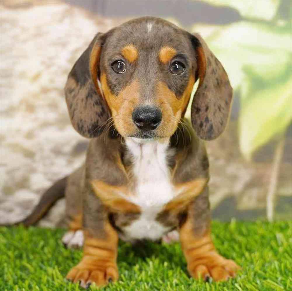 pet breed image