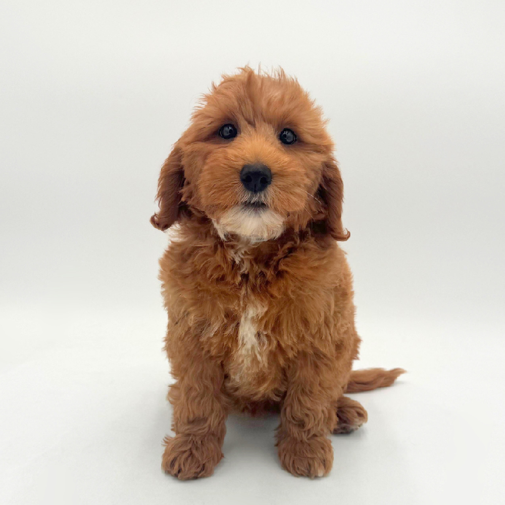 Image of a pet breed in the gallery