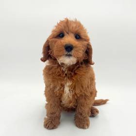 2nd Gen Mini Goldendoodle