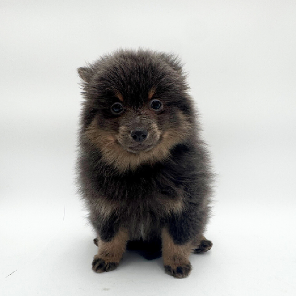 Image of a pet breed in the gallery