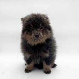 Pomeranian