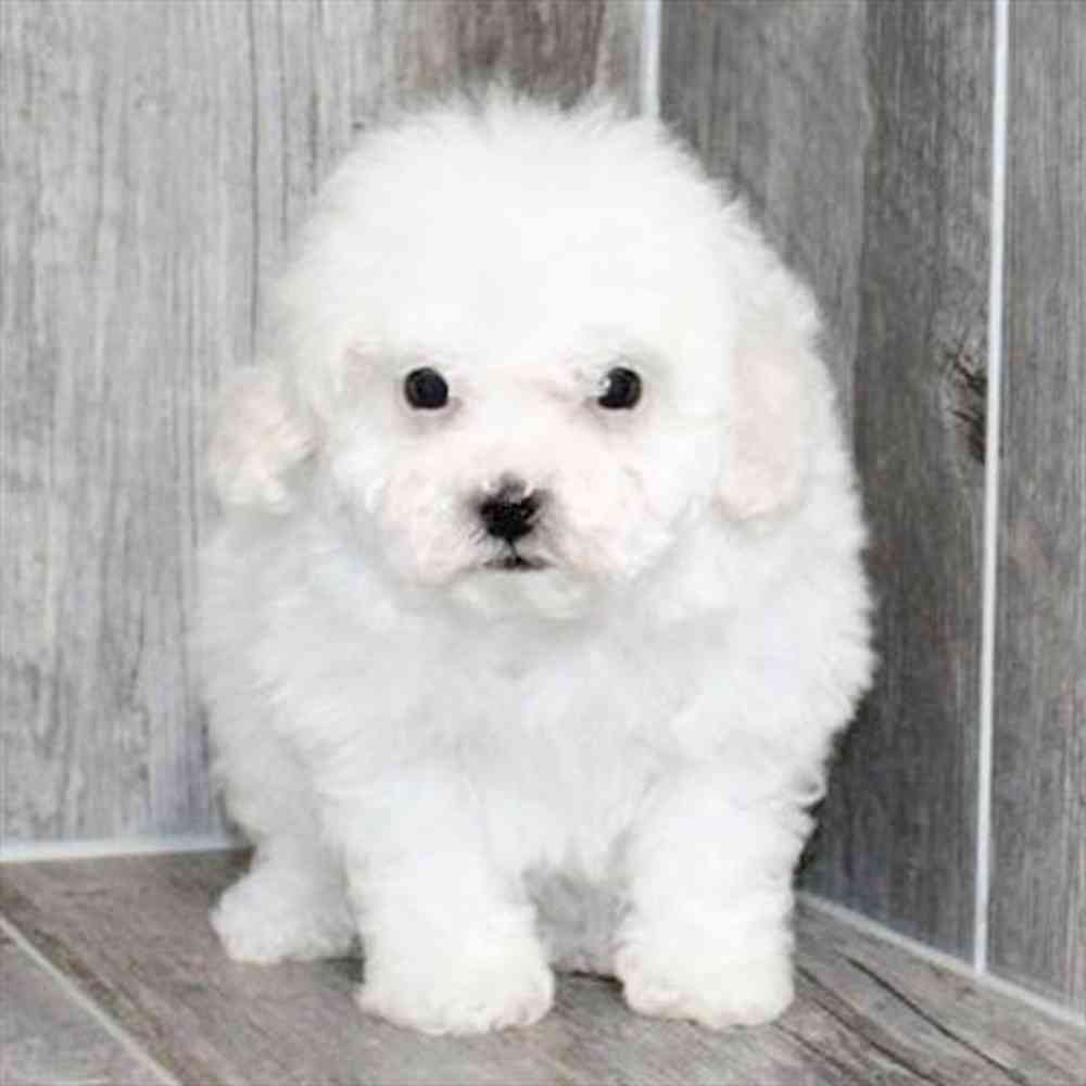 pet breed image