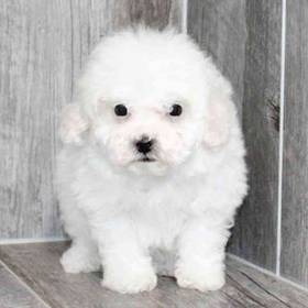 Poodle