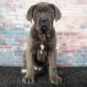 Cane Corso