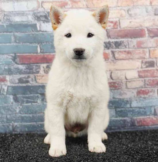 Shiba Inu
