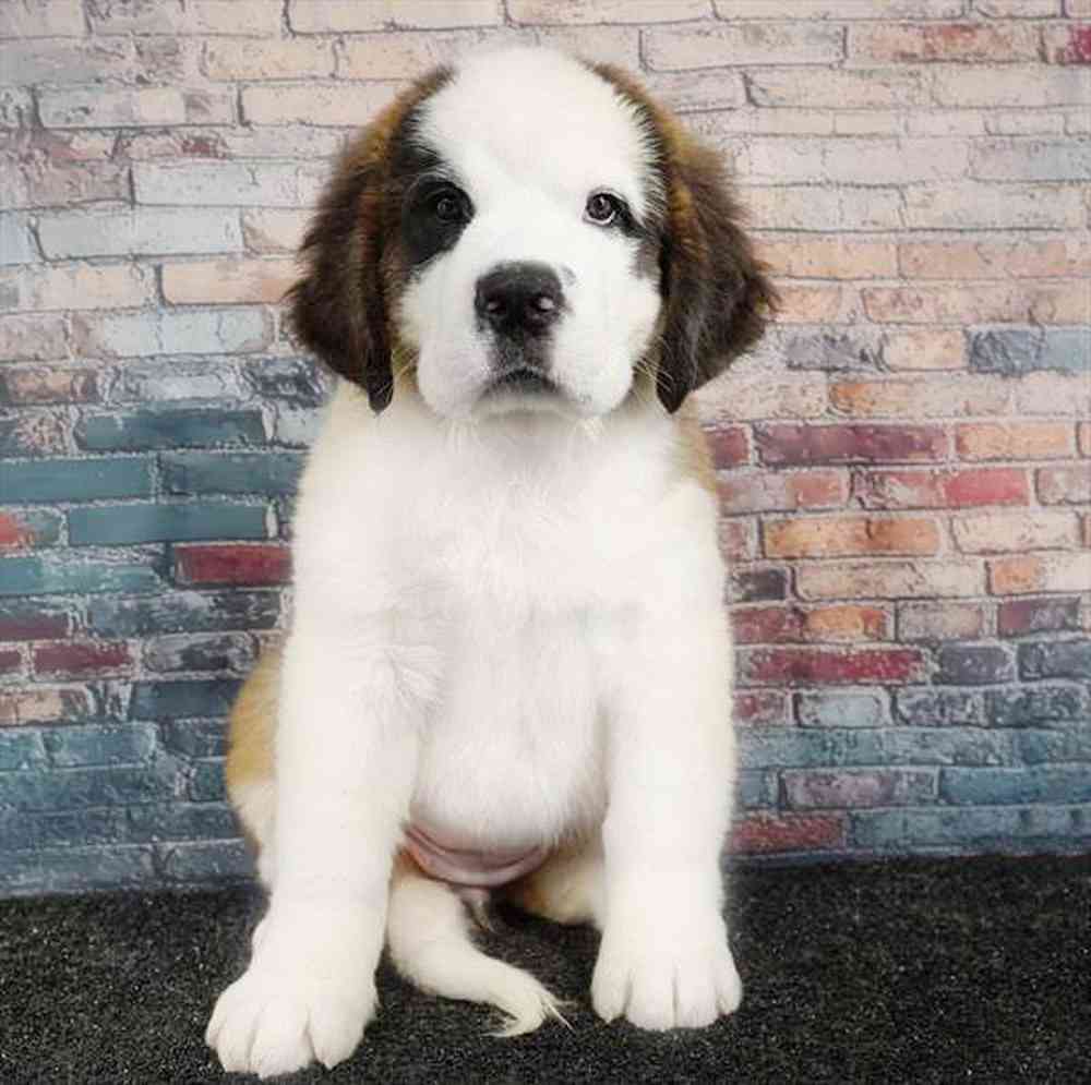 pet breed image