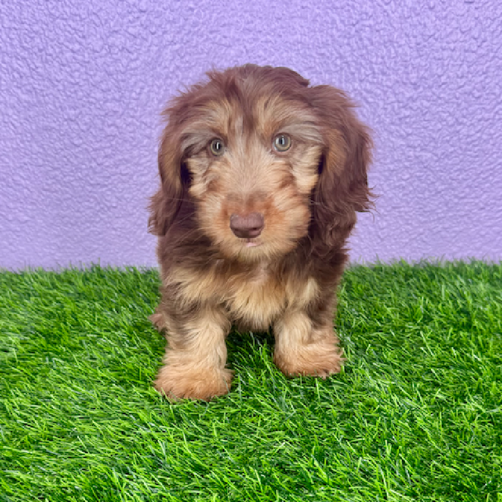 Image of a pet breed in the gallery