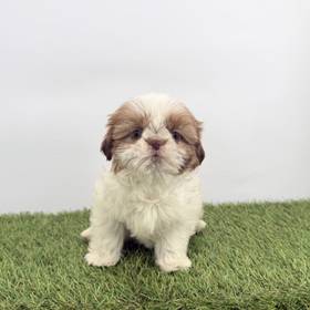 Shih Tzu