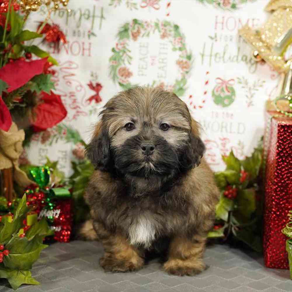 carousel pet images