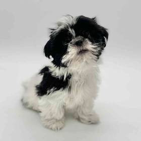 Shih Tzu