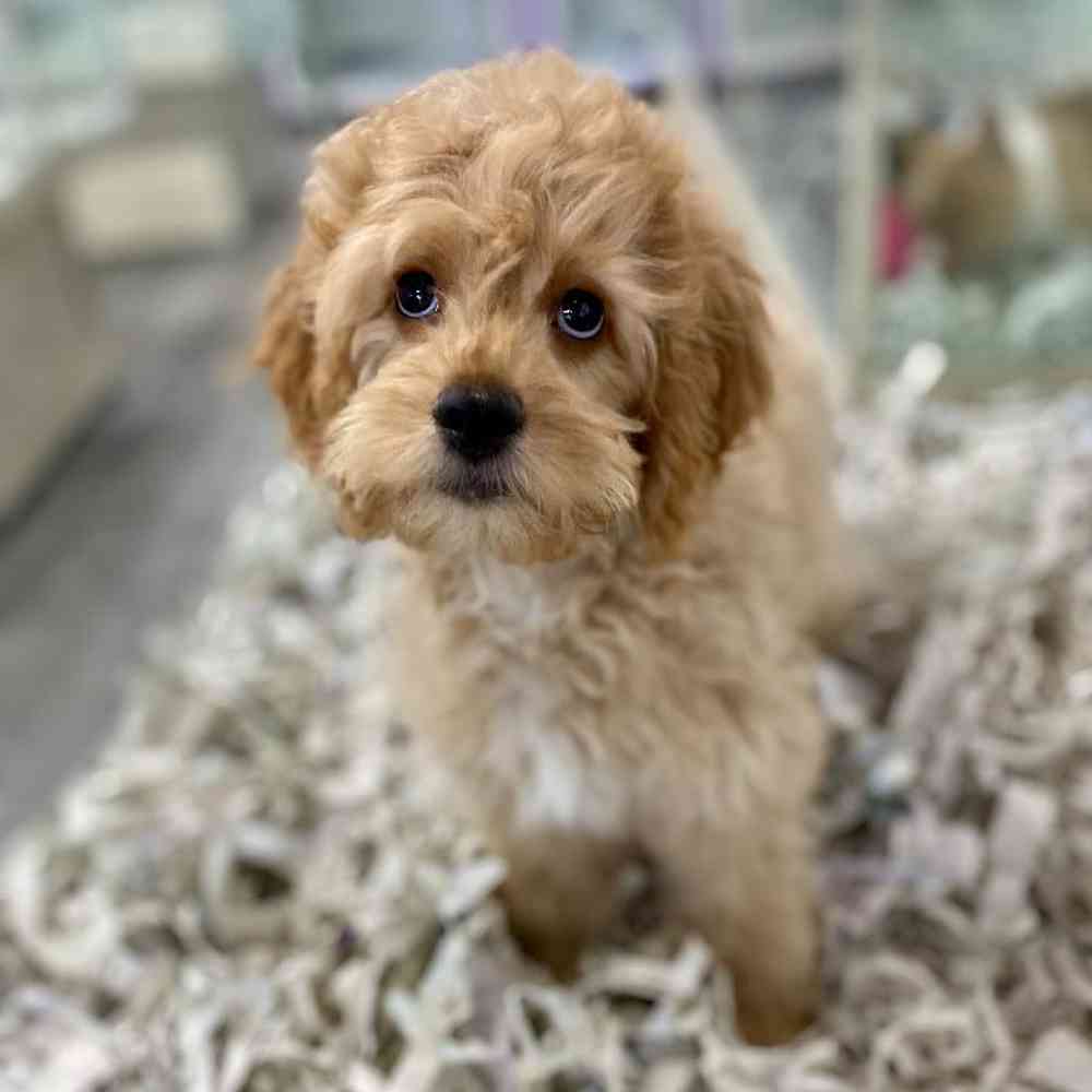 carousel pet images