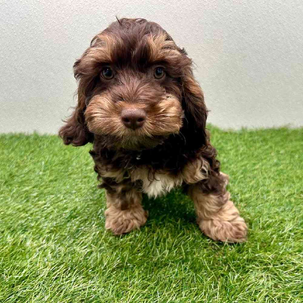 Image of a pet breed in the gallery