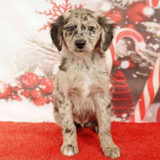 Australian Shepherd-Golden Retriever