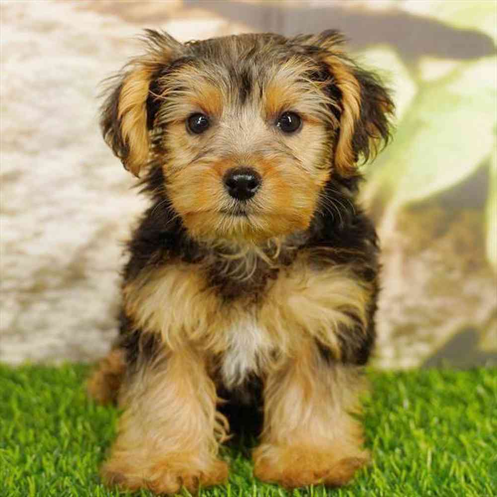 Image of a pet breed in the gallery
