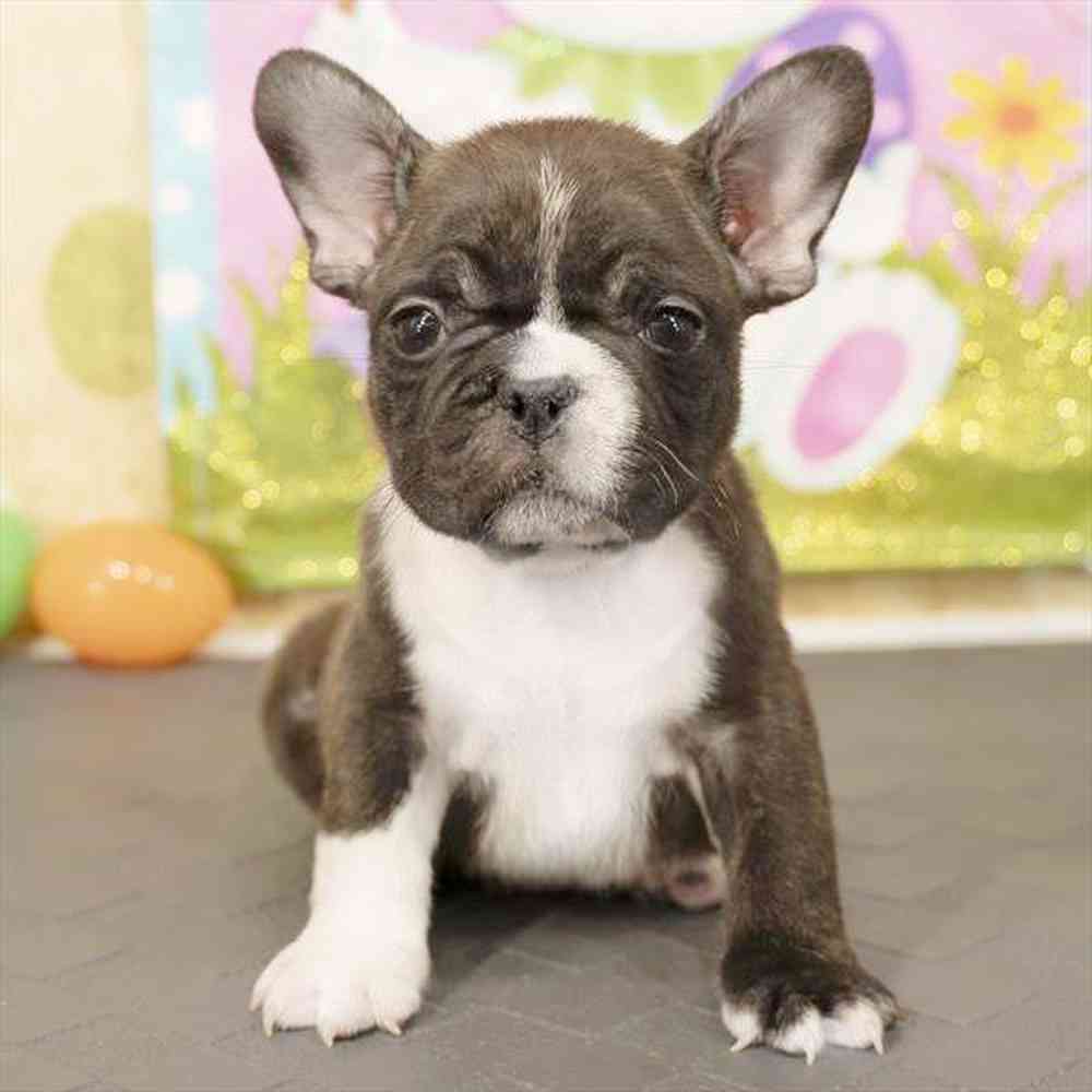 Image of a pet breed in the gallery