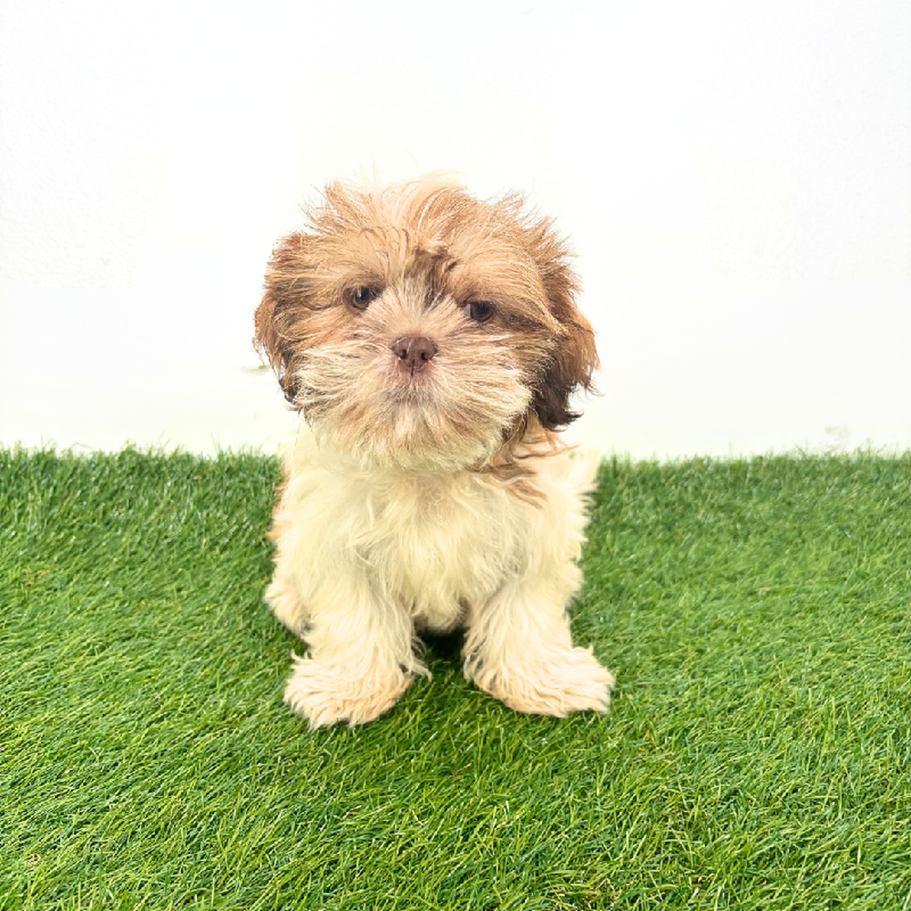 carousel pet images