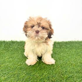 Shih Tzu