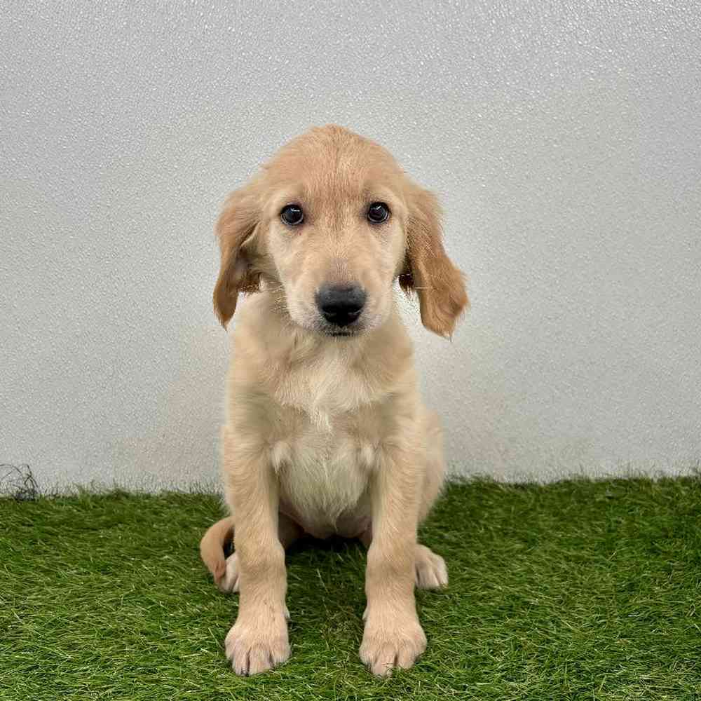 Image of a pet breed in the gallery