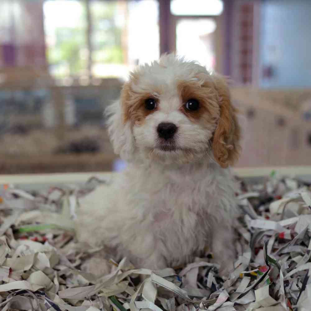 carousel pet images
