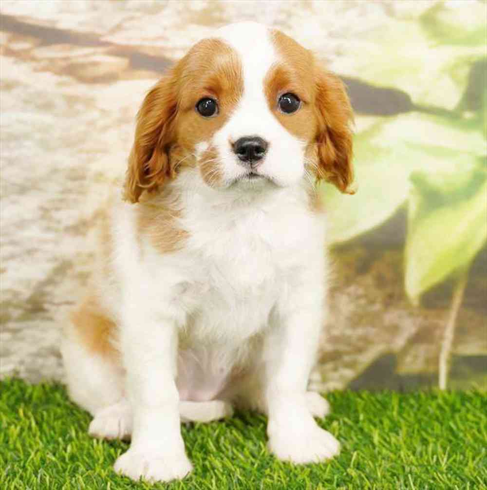 pet breed image