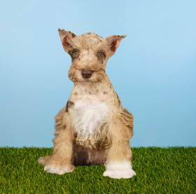 Mini Schnauzer