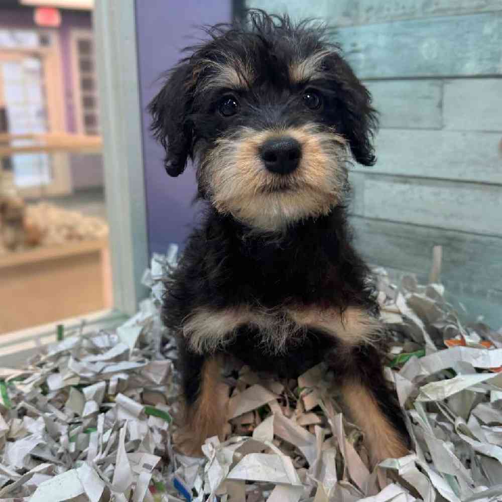 Image of a pet breed in the gallery