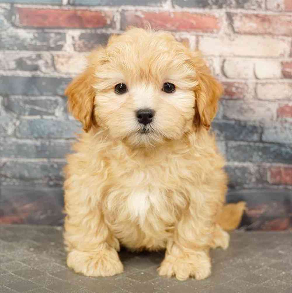 Image of a pet breed in the gallery