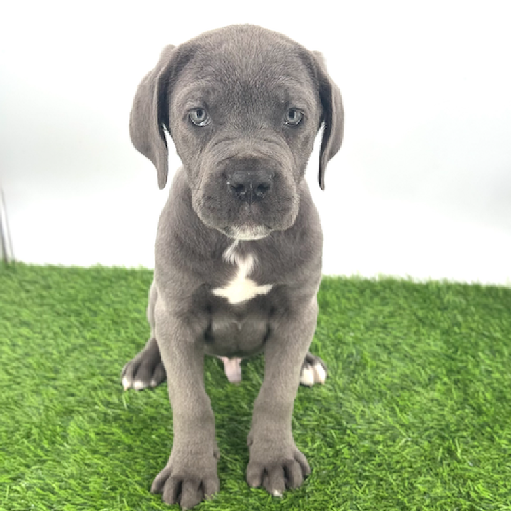 Image of a pet breed in the gallery