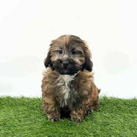 Shizapoo