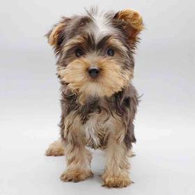 Yorkie