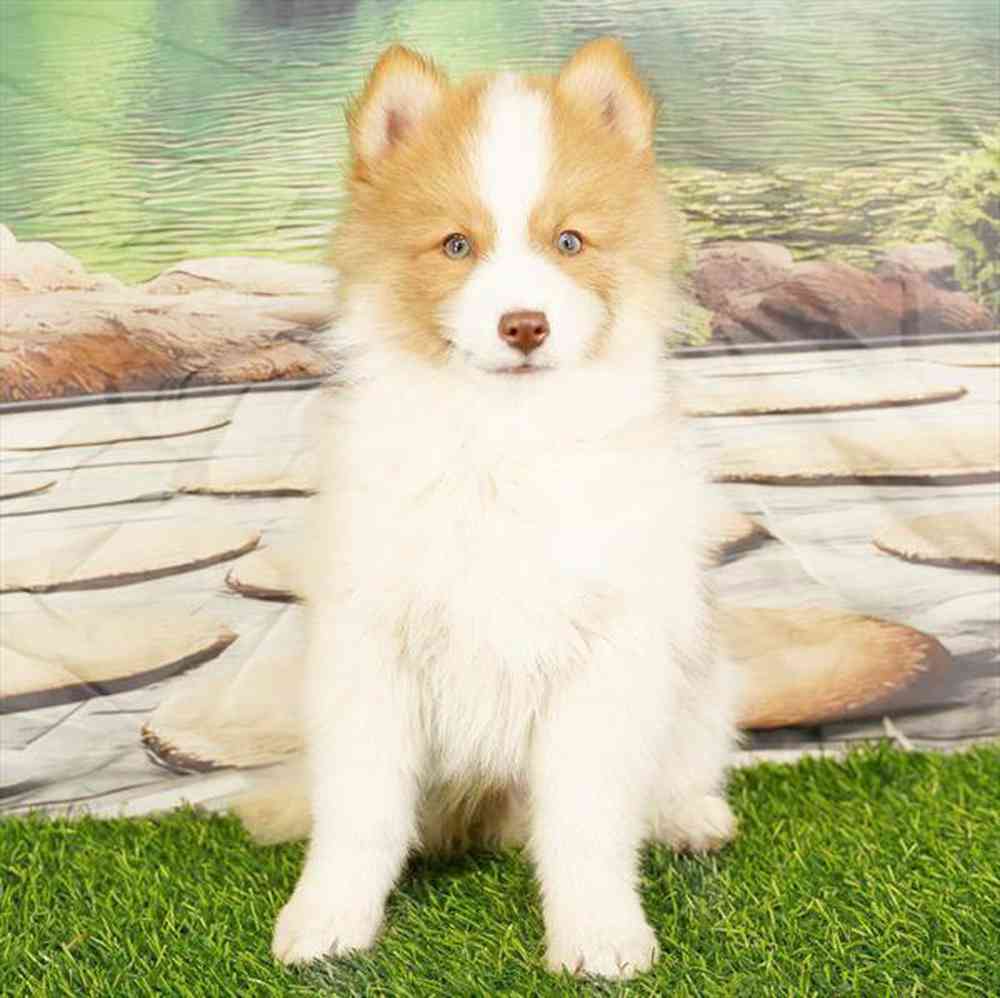 Image of a pet breed in the gallery