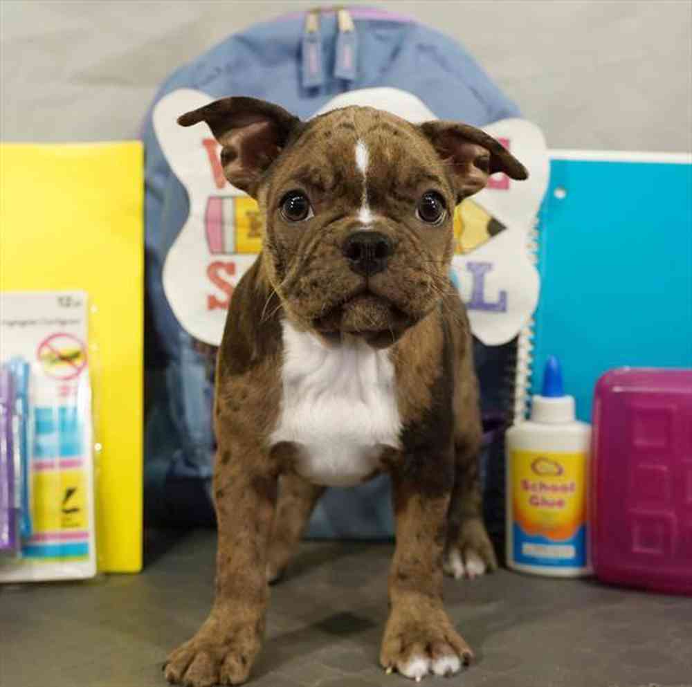carousel pet images
