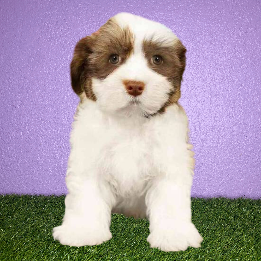 Male Havanese Puppy for Sale in New Braunfels, TX