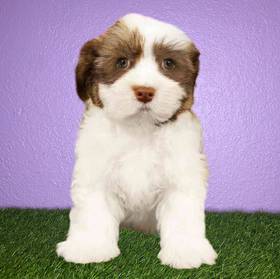 Havanese