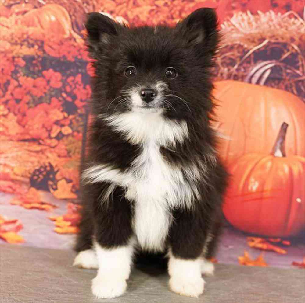 Image of a pet breed in the gallery