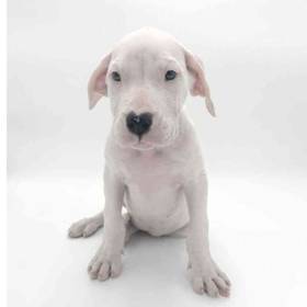 Argentine Dogo