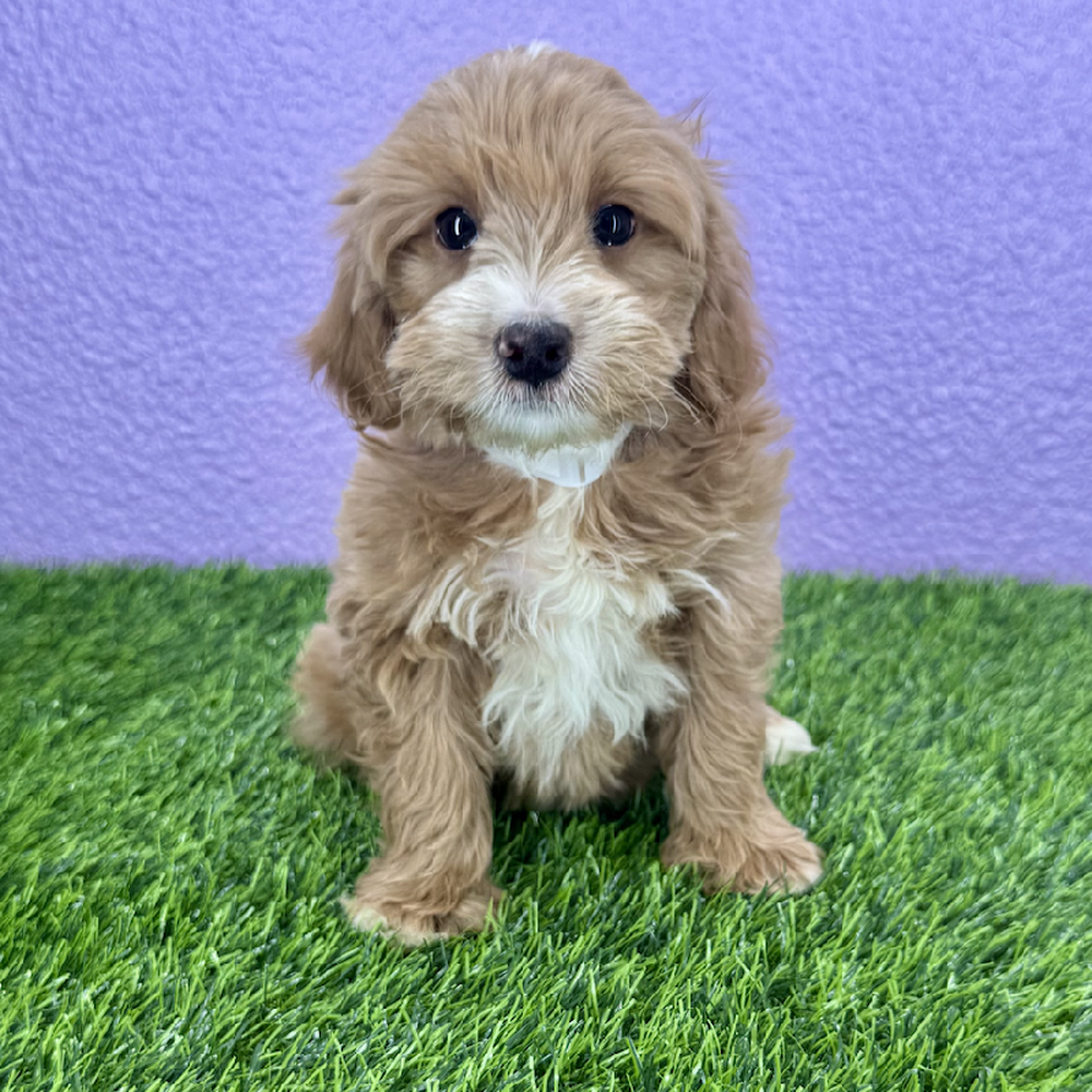 Image of a pet breed in the gallery