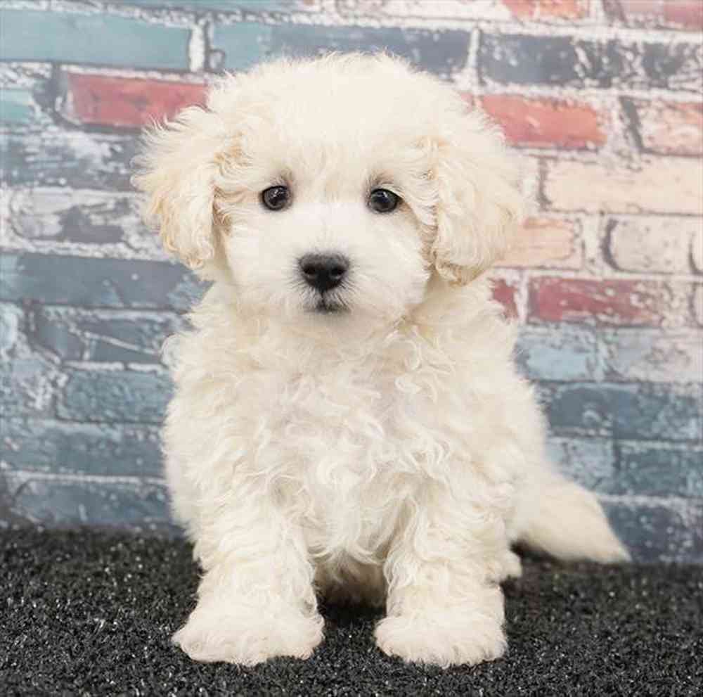 Image of a pet breed in the gallery