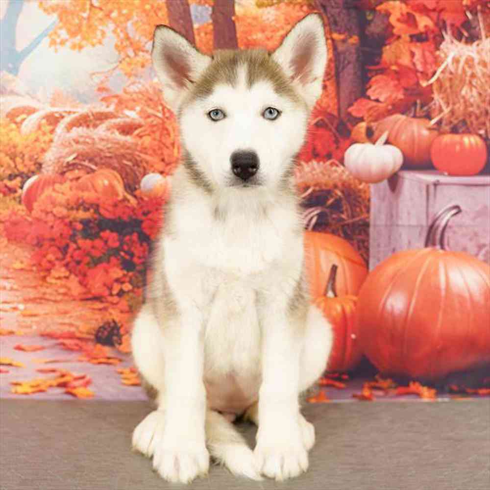 Image of a pet breed in the gallery