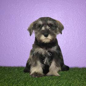Mini Schnauzer