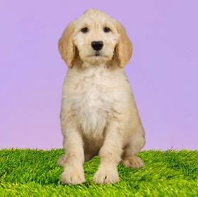 2nd Gen Standard Goldendoodle