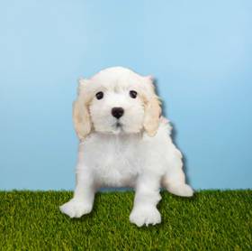 Cavachon