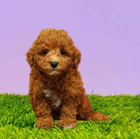 Poodle