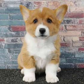 Pembroke Welsh Corgi