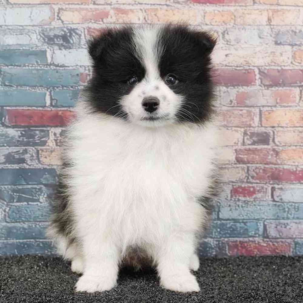 pet breed image